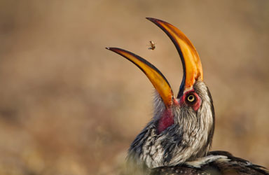 Get Close 3 photography birds  - 5 روش برای عکس برداری از پرندگان