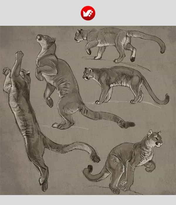 animal_drawing_09 چگونه ببر بکشیم