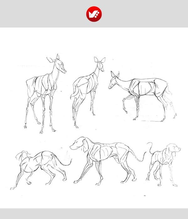 animal_drawing_10 نحوه کشیدن آهو