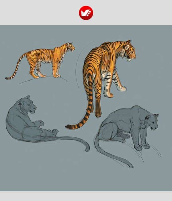 animal_drawing_11 نحوه کشیدن ببر
