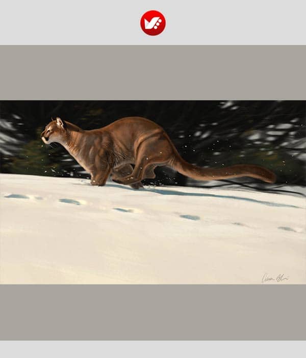 animal_drawing_14 نکات نقاشی کردن از حیوانات