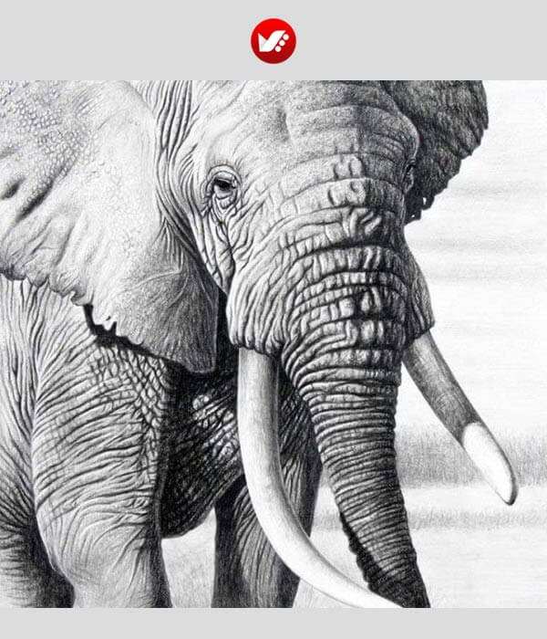 animal_drawing_18 آموزش تصویرسازی