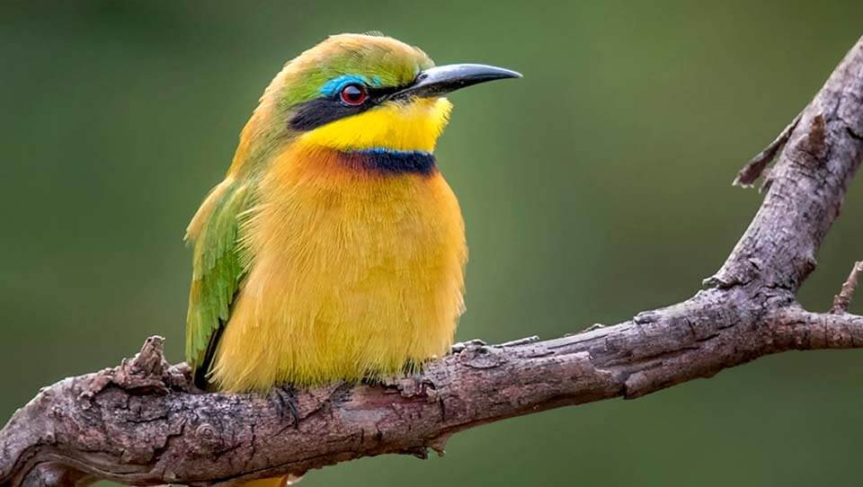 پس زمینه در عکاسی