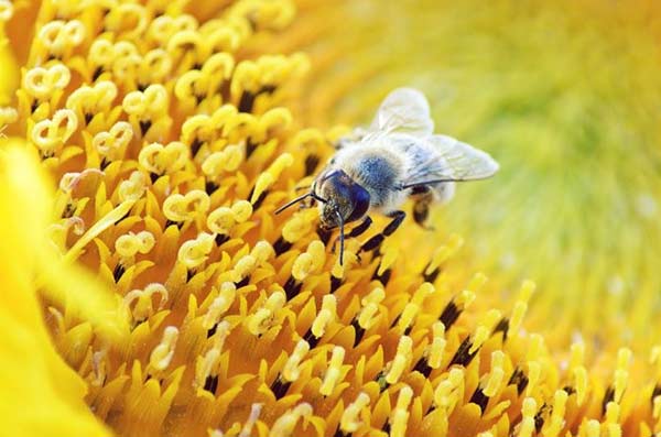 دیافراگم (Aperture) در عکاسی تقدم دیافراگم در عکاسی