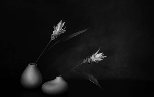 راهنمای مبتدی برای عکاسی سیاه و سفید عکاسی سیاه و سفید