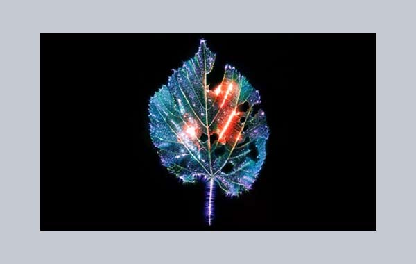 راهنمای عکاسی کرلیان کرلیان در عکاسی