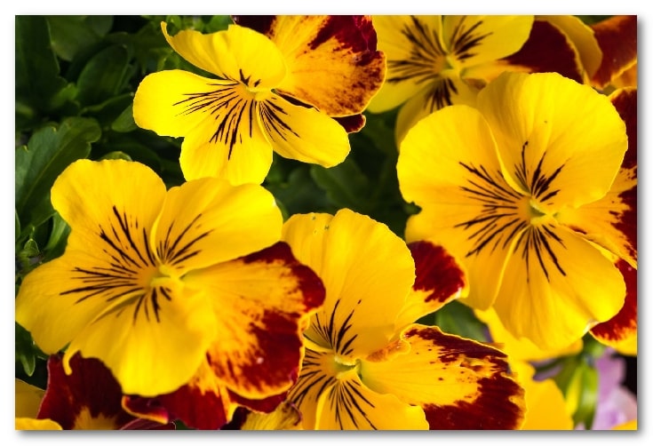 گلهای پاییزی زیبا