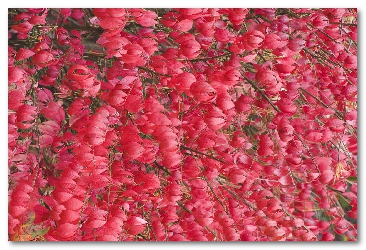 گلهای پاییزی زیبا