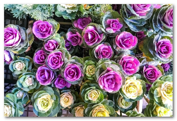 گلهای پاییزی زیبا