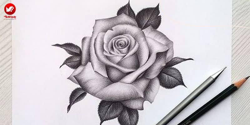 طراحی سیاه قلم گل رز
