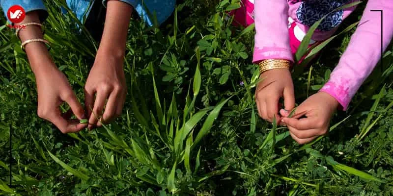 سبزه گره زدن در 13بدر