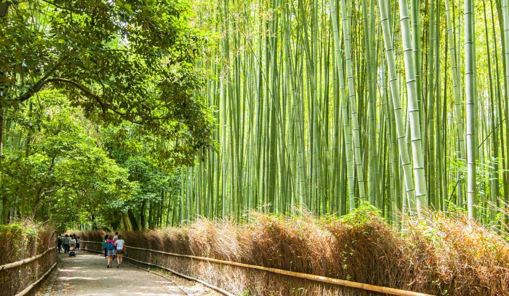 japan_ehsan_dolat_tour_bamboo_1