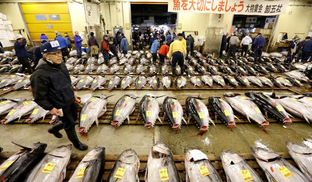 japan_ehsan_dolat_tour_tsukiji_fish_market