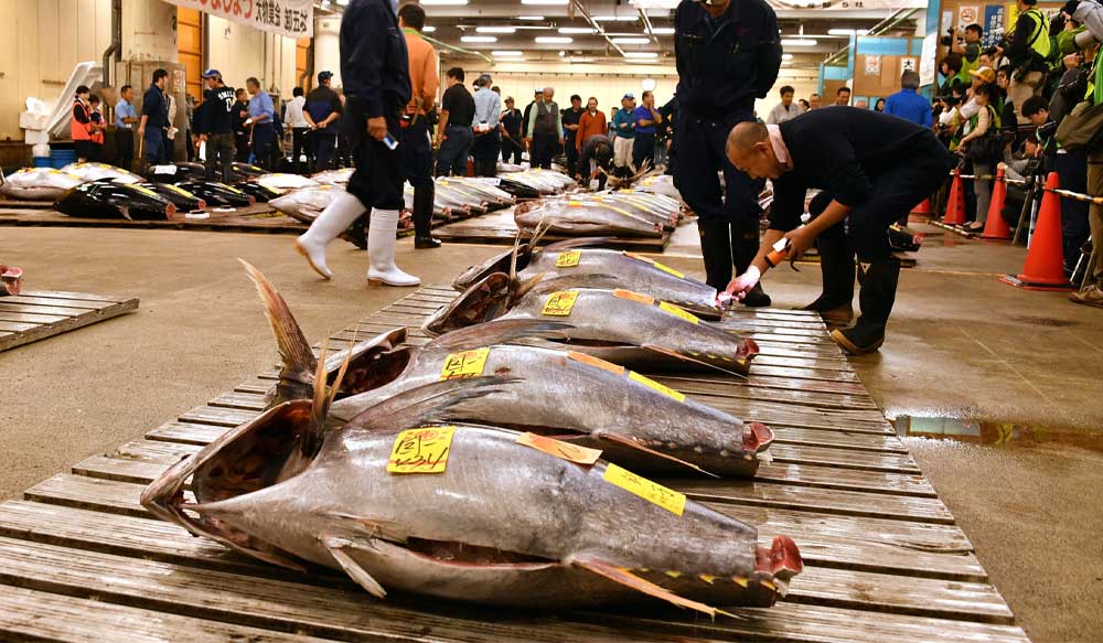 japan_ehsan_dolat_tour_tsukiji_fish_market_1